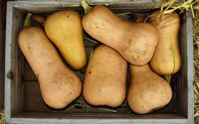 8 sjajnih zdravstvenih prednosti butternut tikve